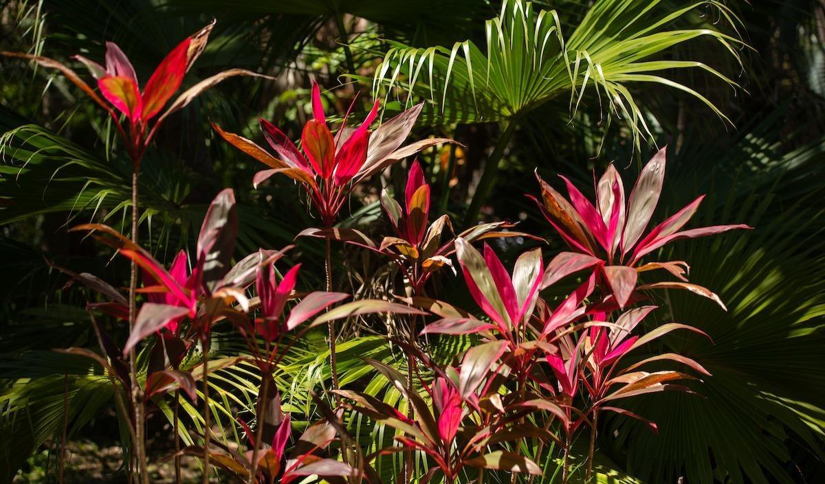 The Joy and Gordon Patterson Botanical Gardens Florida Tech Giving Day