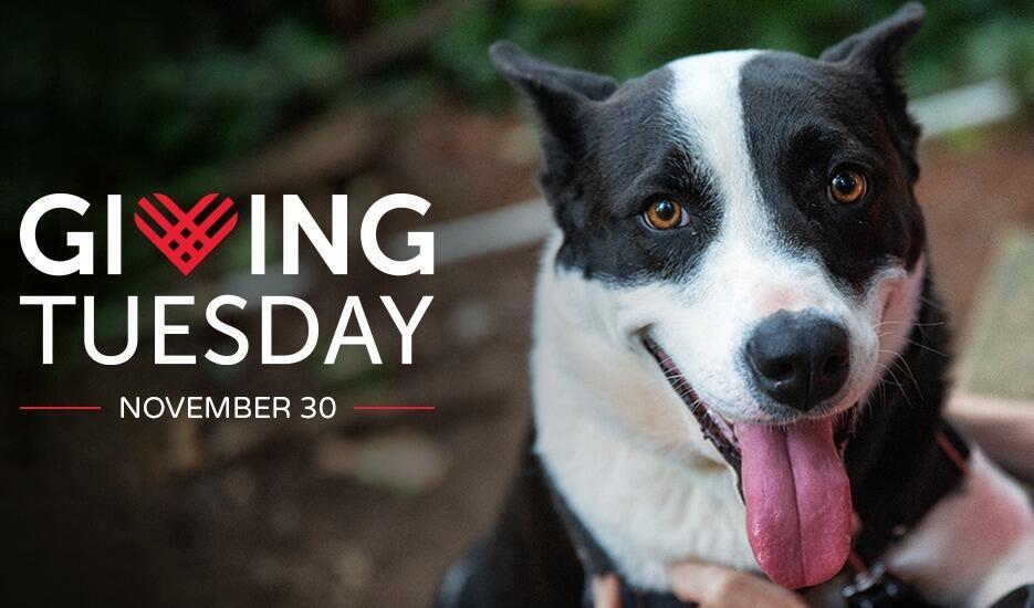 The Humane Society for SeattleKing County Microsoft Alumni Network