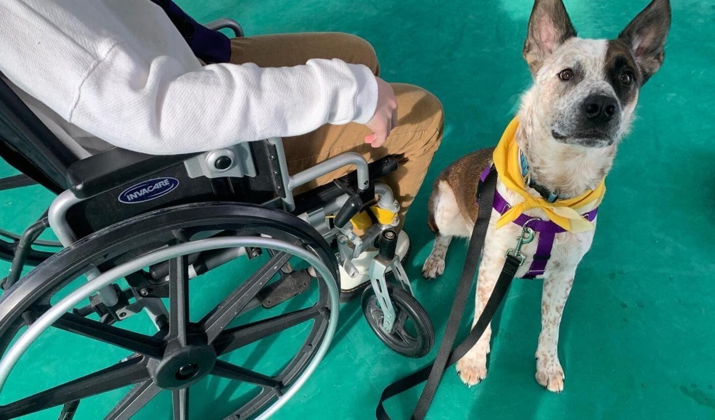 Canine Training Equipment 2022 Carroll College Giving Day