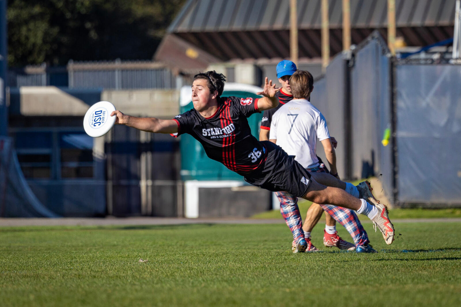 A Stanford men’s ultimate player dives for a catch