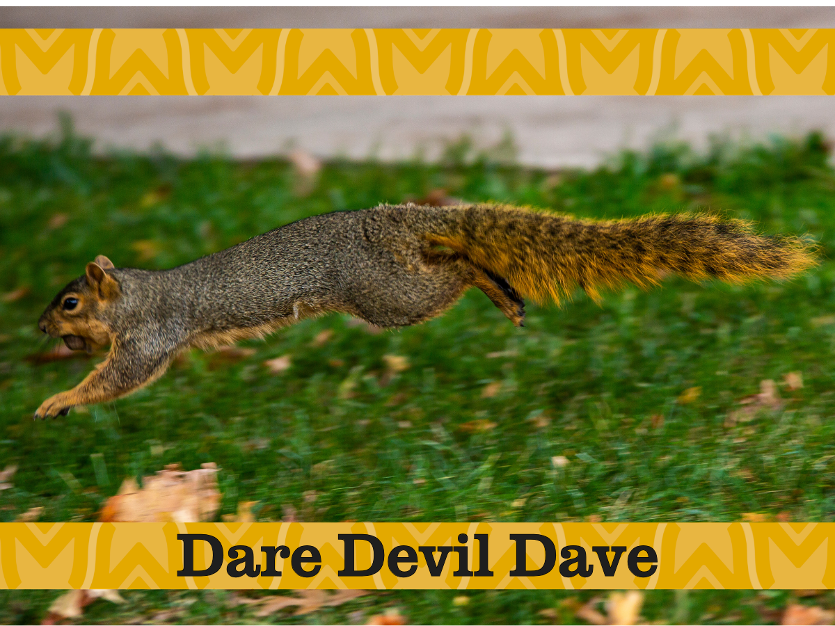Dare Devil Dave the squirrel