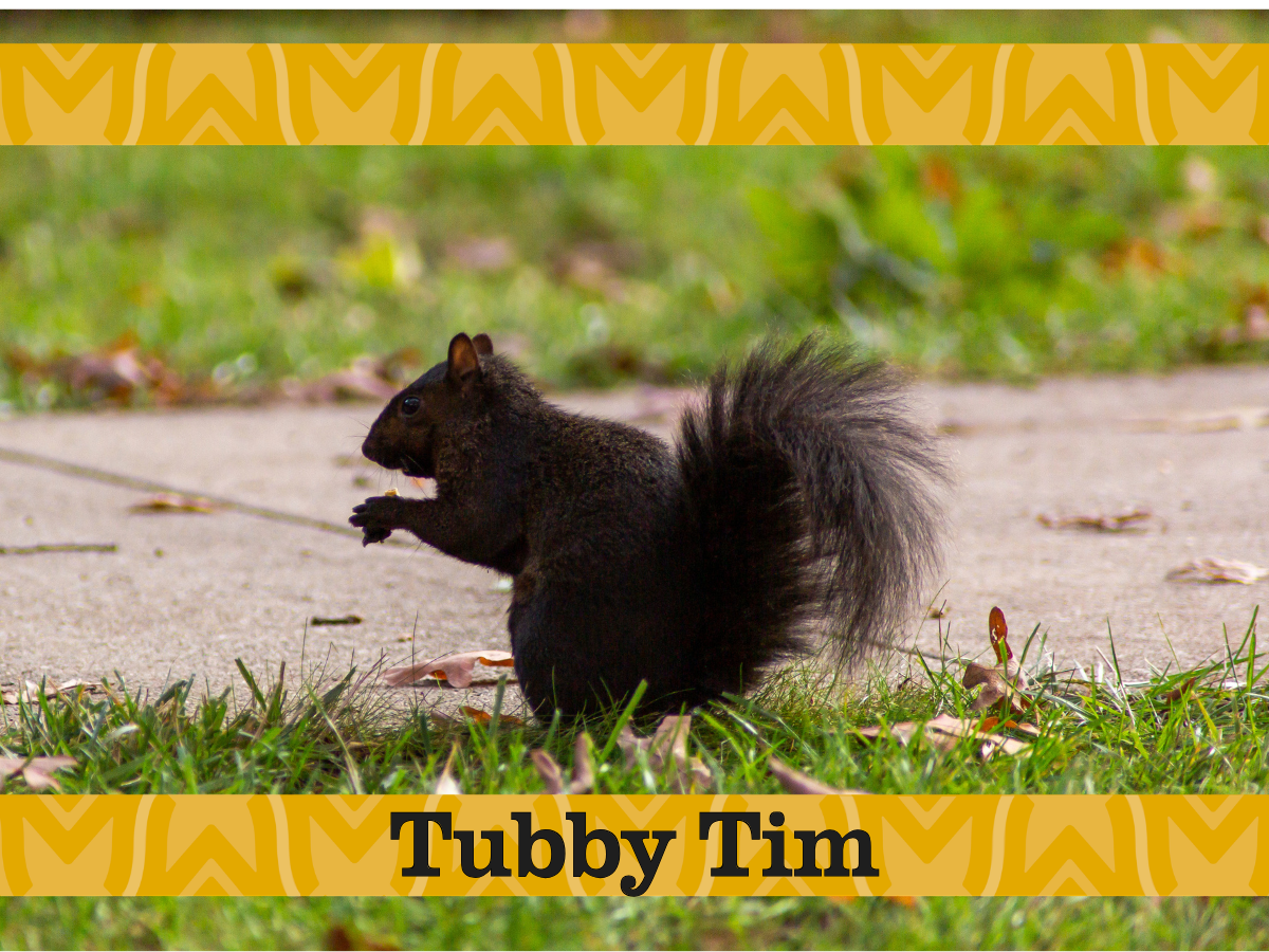 Tubby Tim the squirrel