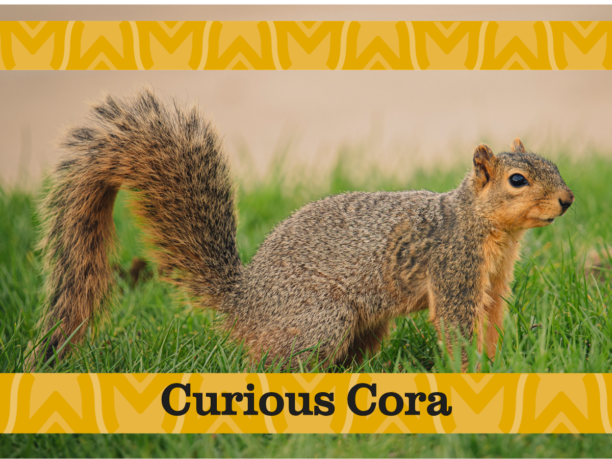 Curious Cora the squirrel