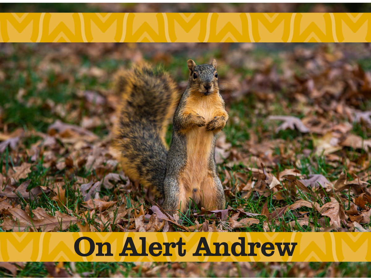 On Alert Andrew the squirrel
